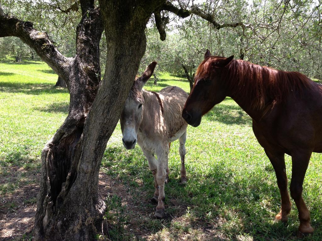 Bed and Breakfast Caputaquis Capaccio Esterno foto